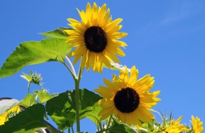 sunflowers